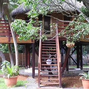 Insolite Ara Wakan / Ma , Pointe-Noire Guadeloupe